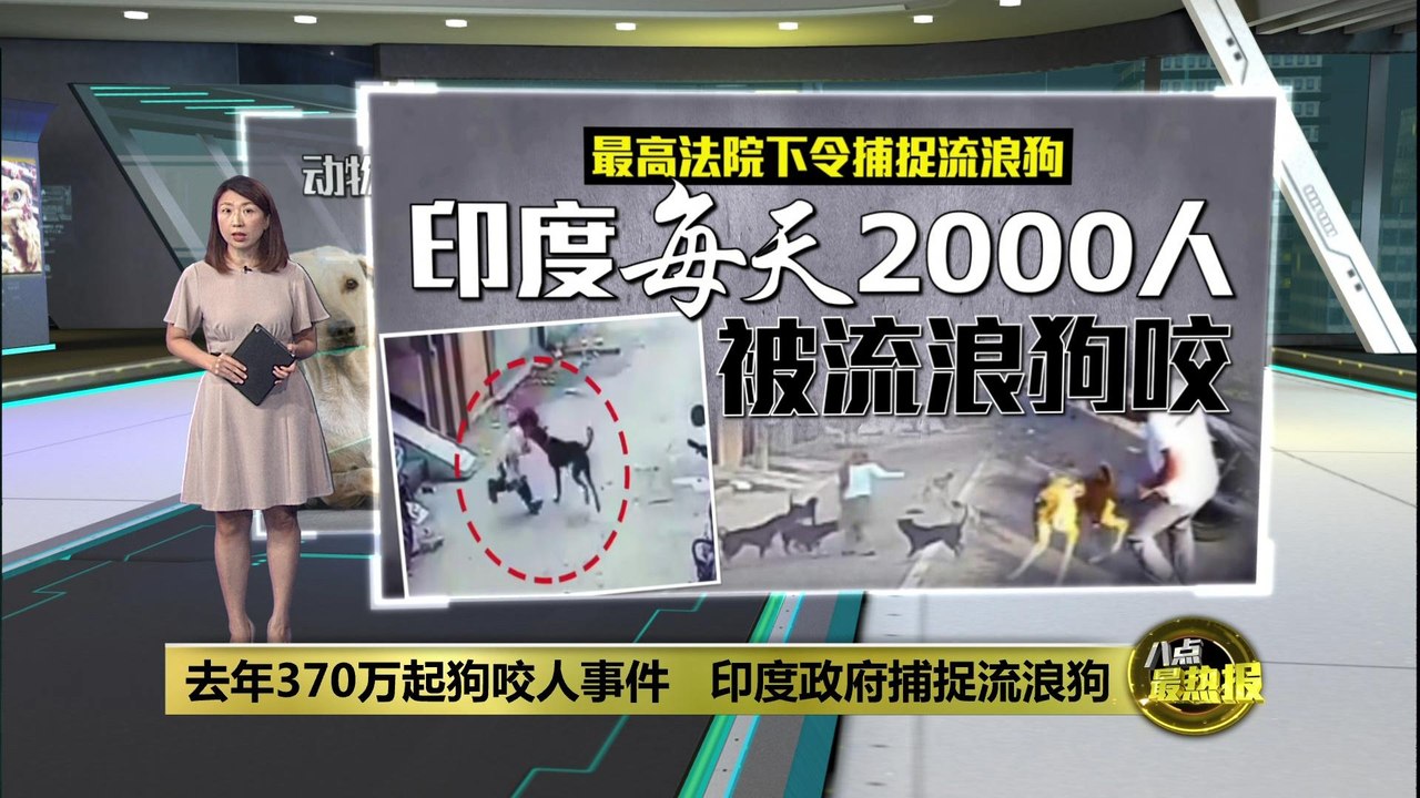 去年370万起狗咬人事件   印度最高法院下令捕捉流浪狗