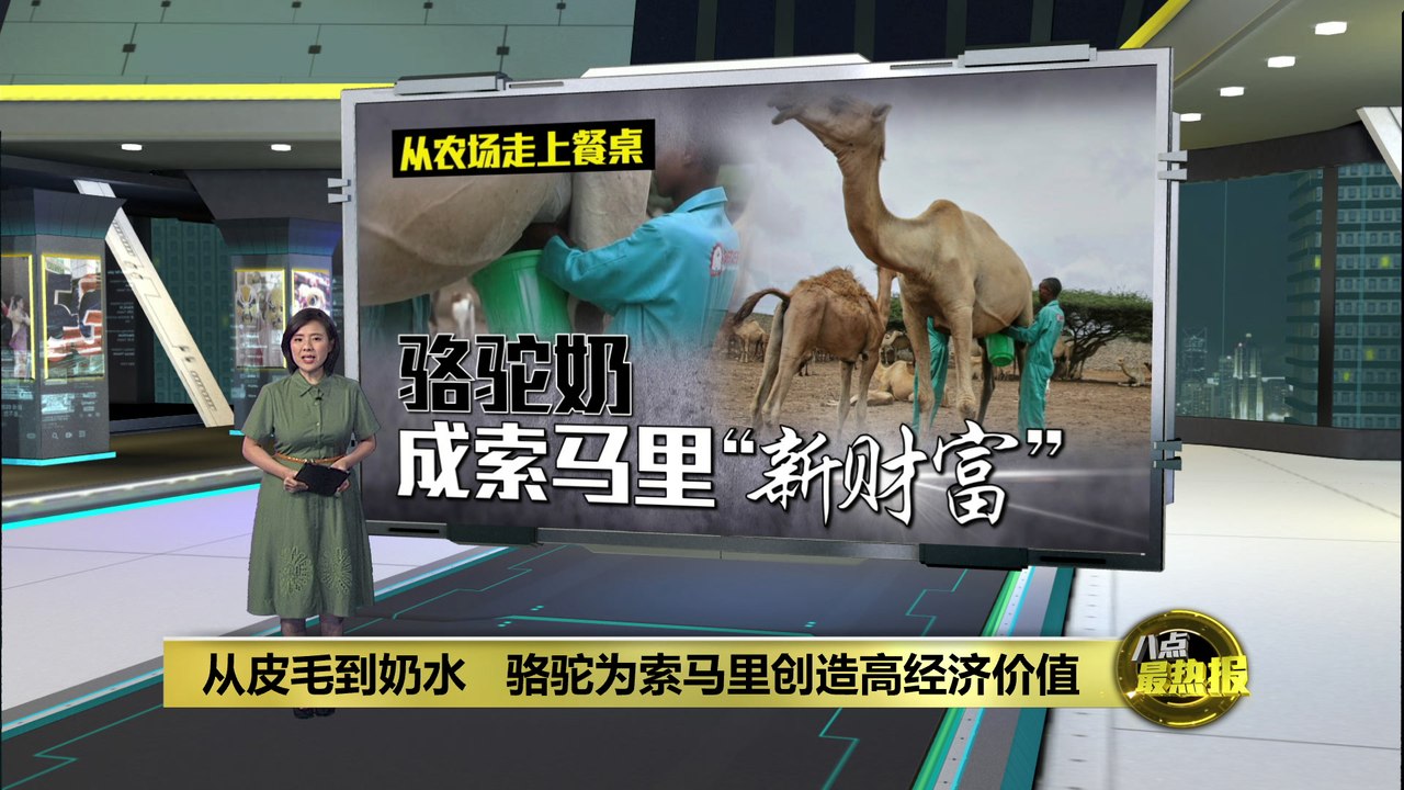 索马里：从骆驼毛到奶水的高经济价值