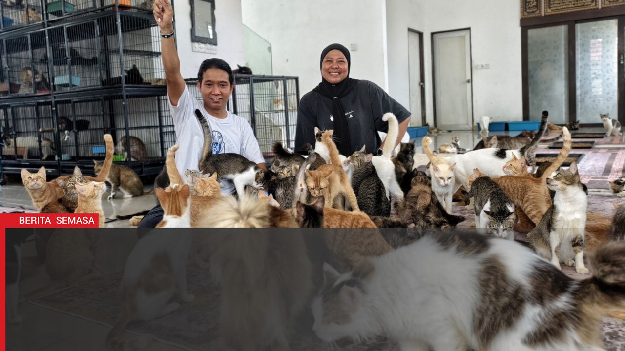 Sewa dua rumah, belanja RM10,000 sebulan demi kucing jalanan
