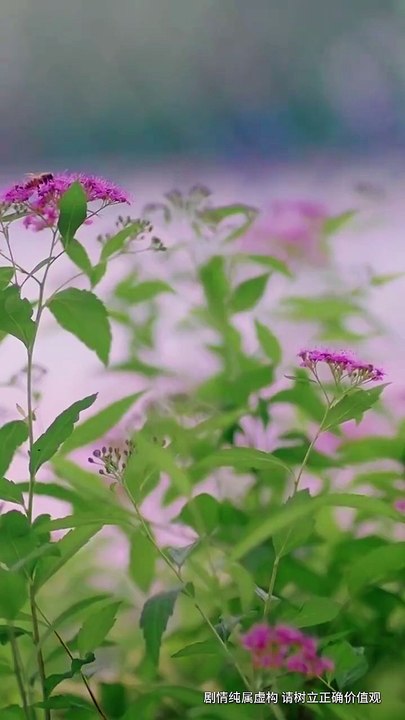 新剧上线#羔羊 (下)