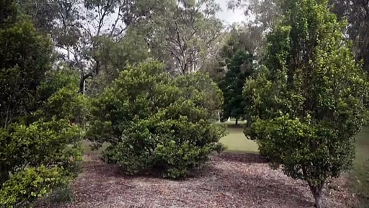 Cryogenics used to help save critically endangered Queensland trees