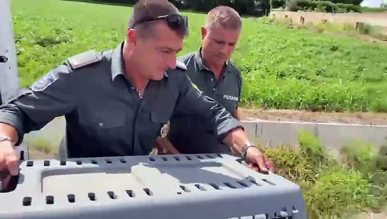 Video liberazione volpe