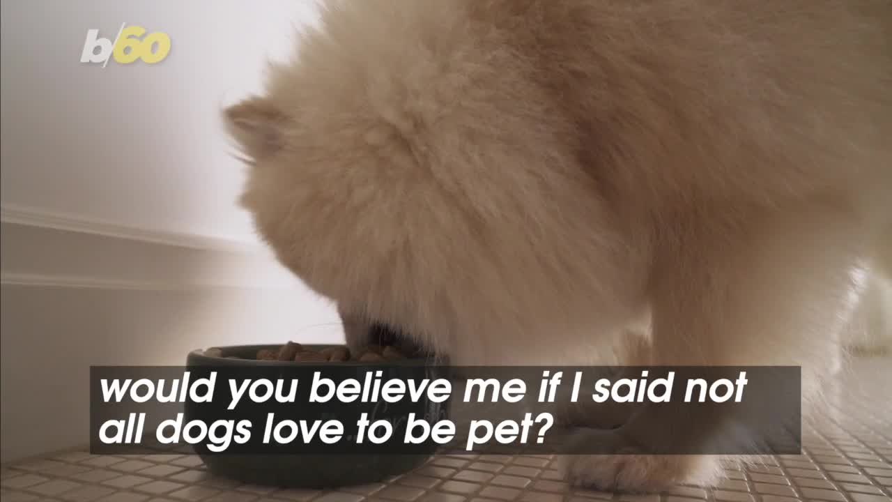 How You Can Tell When Your Dog Doesn’t Want to Be Pet