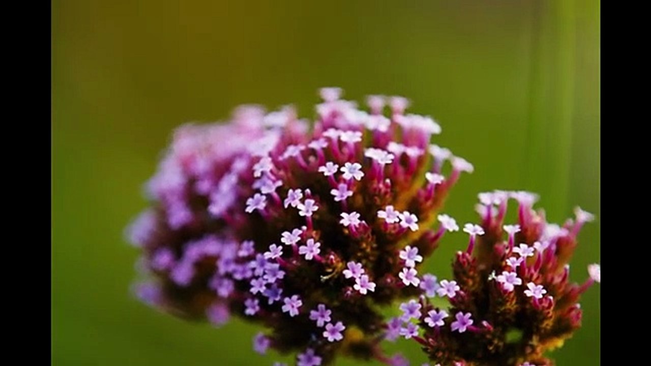 Le film Bugonia de Yórgos Lánthimos  - Teaser VF