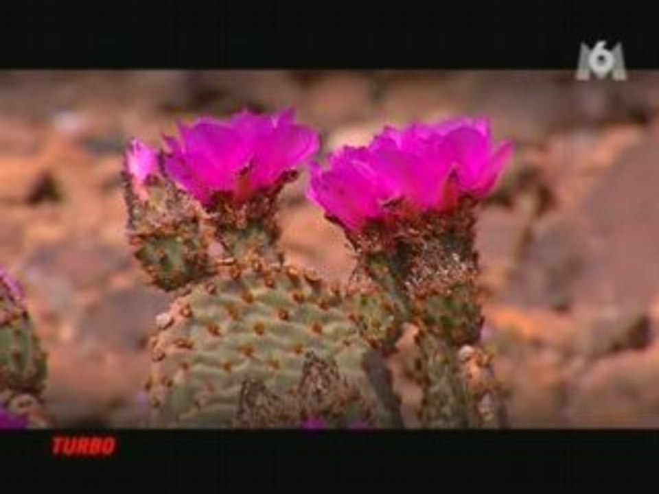 Essai Dodge Viper SRT 10