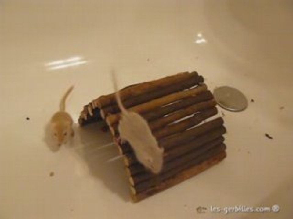 Cohabitation Gerbilles