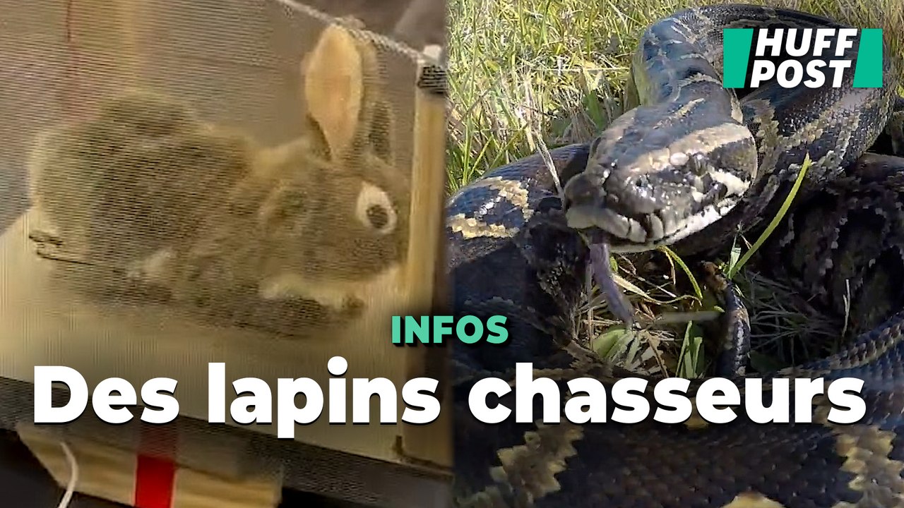 La Floride utilise des lapins en peluche pour capturer et tuer des pythons