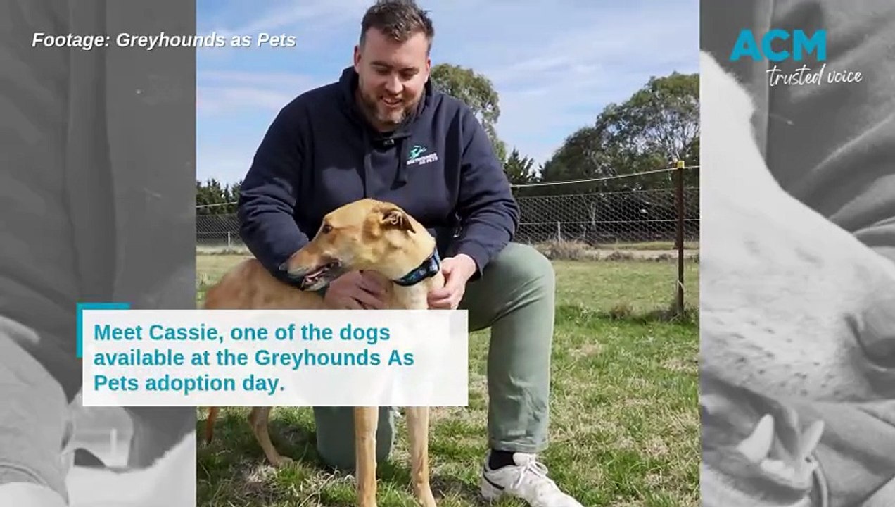 Greyhound as Pets adoption day
