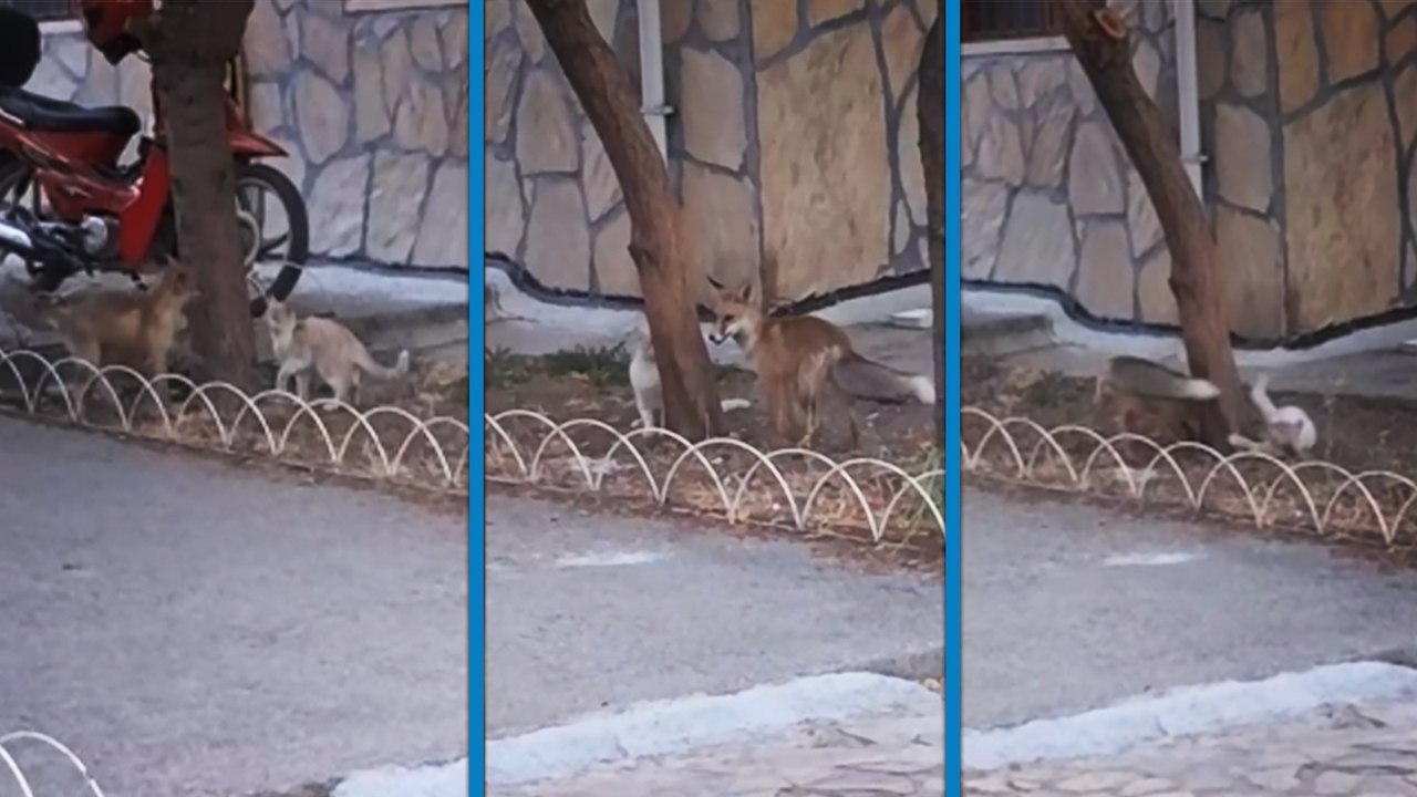 Tilki ile sokak kedisinin arkadaşlığı kameralara yansıdı
