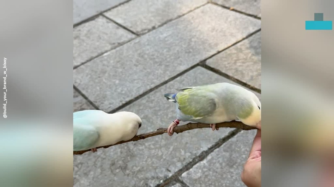 Mischievous Dachshund Runs off With Household Items