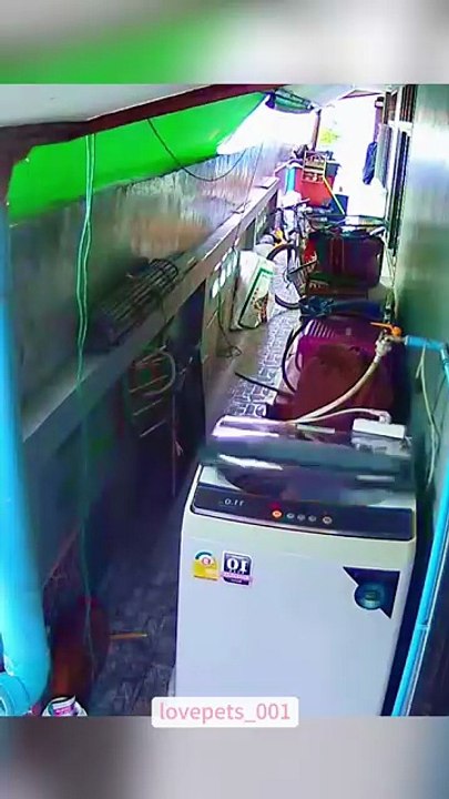 OMG! My cat fell down.#cat #cats #catsoftiktok #catlover #funny #funnyanimals #foryou #funnytiktok #