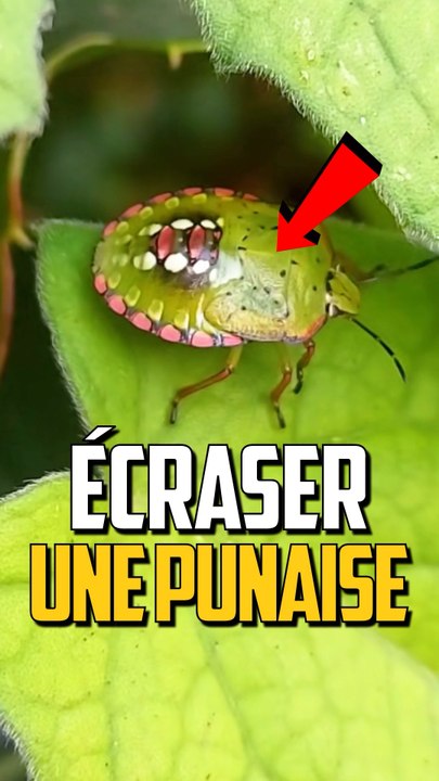 QUAND TU ÉCRASES UNE PUNAISE !