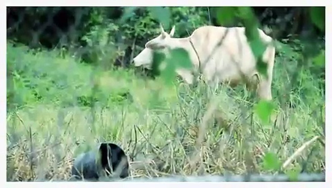 SOS: DISASTER RESPONSE AND THE DISABLED