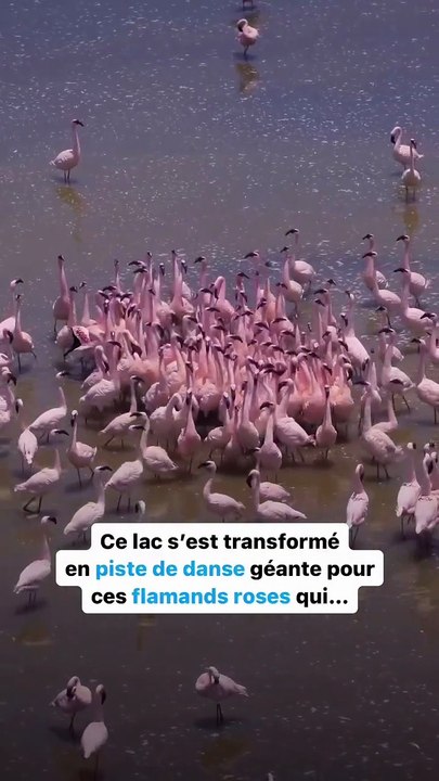 Shall we dance  💃