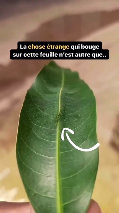 L’art subtile du camouflage 🥷