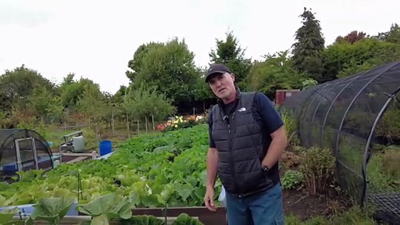 Lee Herrington has grown a huge 500lb squash in his allotment