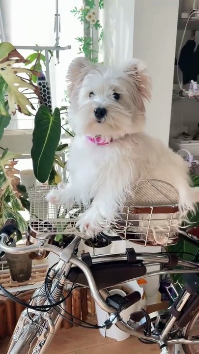 Daily life of baby dog