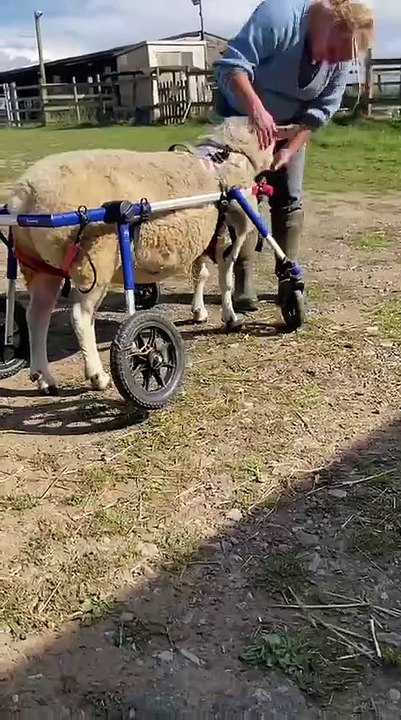 Meet Dave, the sheep in a wheelchair