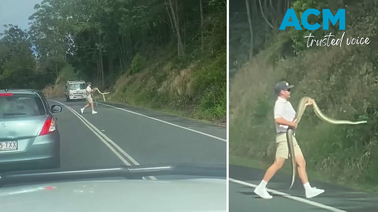 Aussie driver praised after removing huge python from road