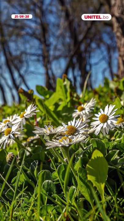 ¿Ya te llegaron tus flores amarillas?