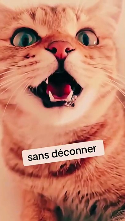 👉 Quand les chats commencent à parler… 😱🐱😂