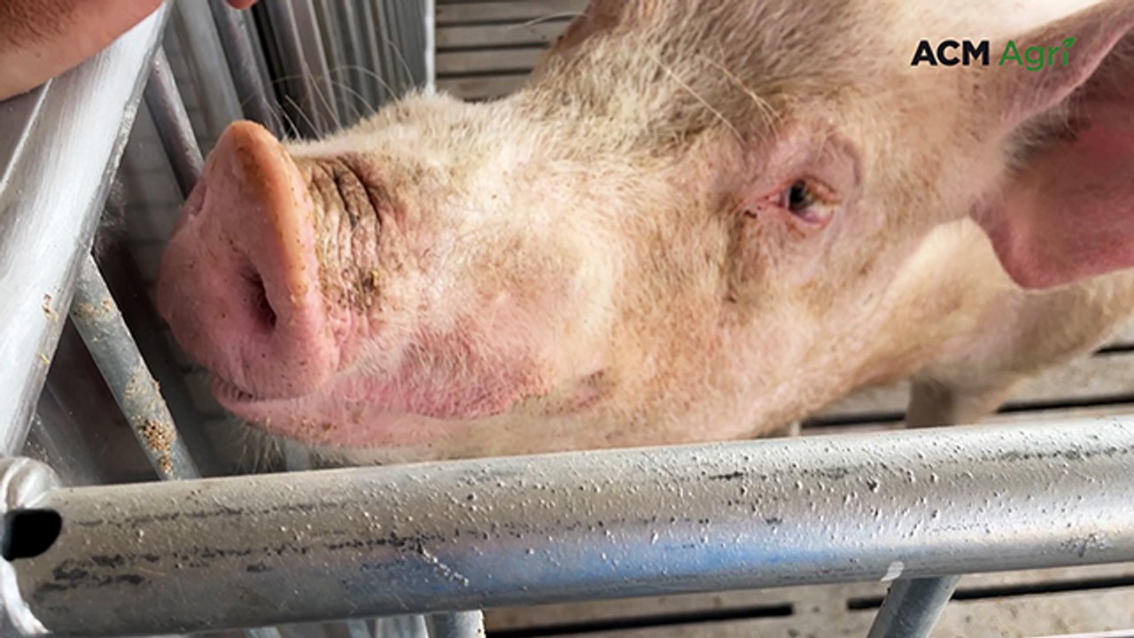 How RFID tags and artificial insemination shape pig breeding at Salisbury Farming