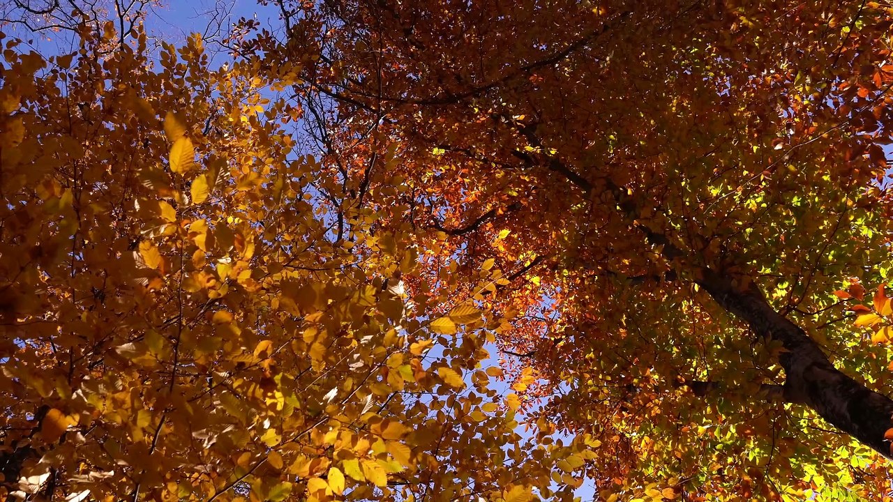 I love thee with the passion put to use