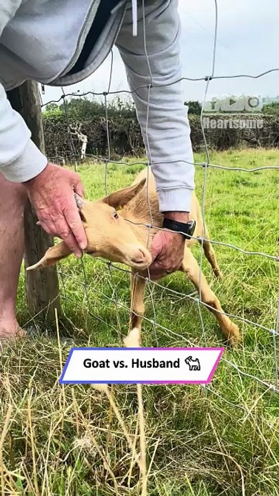 Baby Goat Gets Stuck in Fence 😂 Husband’s Struggle to Free Him!|| Heartsome 💖