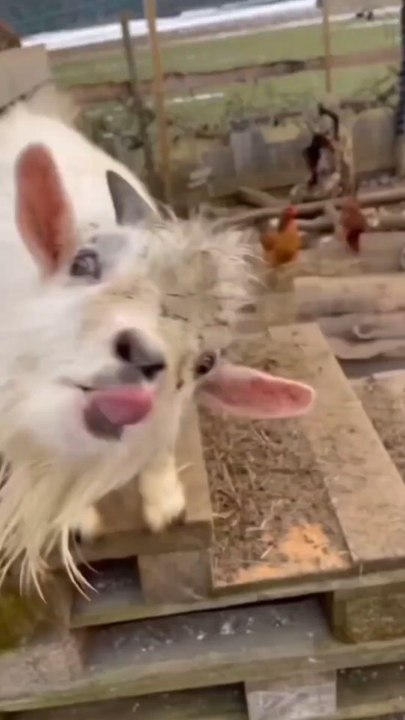 omg omg 😲 😍 😭 😫 😢 😳 😲 #ytshorts #bollywoodsongs #bollywood #song #hindisong #trendingshorts #ytshorts #virals #vlogs #fanny #short