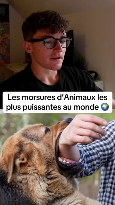 Les pays dangereux en cas de 3eme guerre mondiale ⚠️ #classement #quiz #animaux #morsure