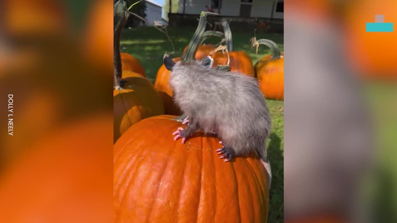 Opossum Halloween Antics