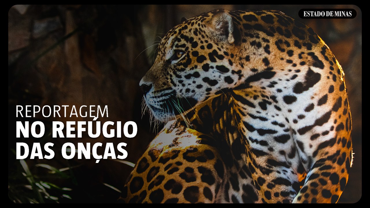 NO REFÚGIO DAS ONÇAS: fazenda mineira abriga animais feridos