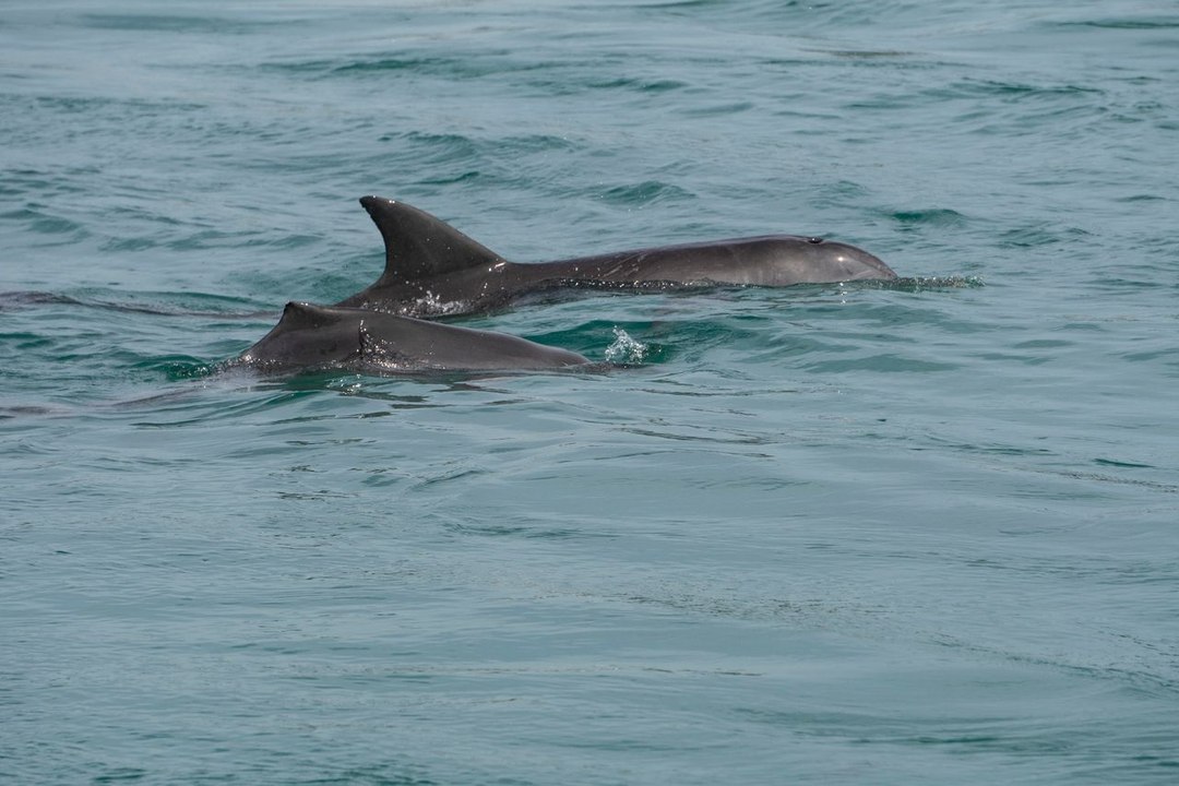 Forster Dolphin Rescue