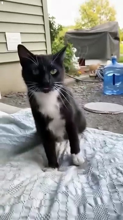 Mumma slapped the wrong kitten oops