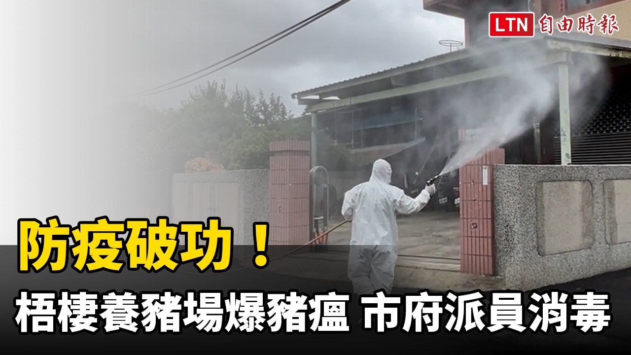 防疫破功！梧棲唯一養豬場爆發非洲豬瘟  市府派員消毒