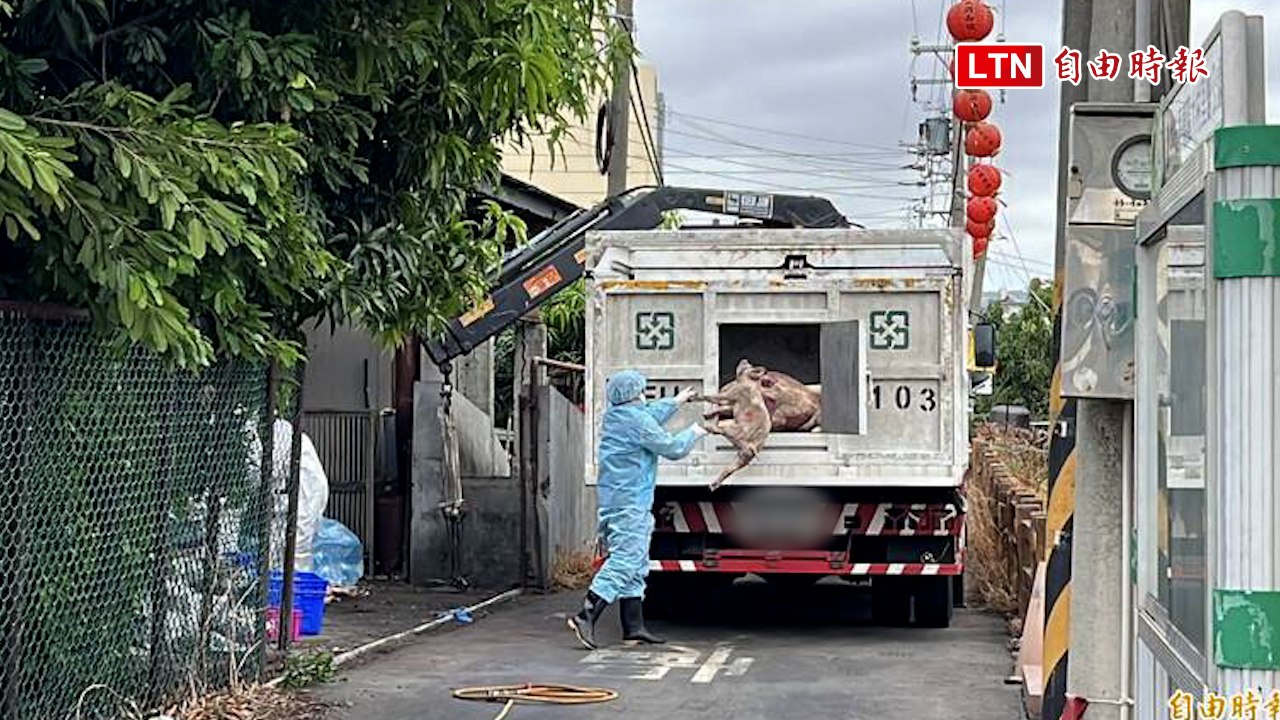 非洲豬瘟》梧棲養豬場臭氣沖天 鄰居：兒子幼年掩鼻而過竟被打