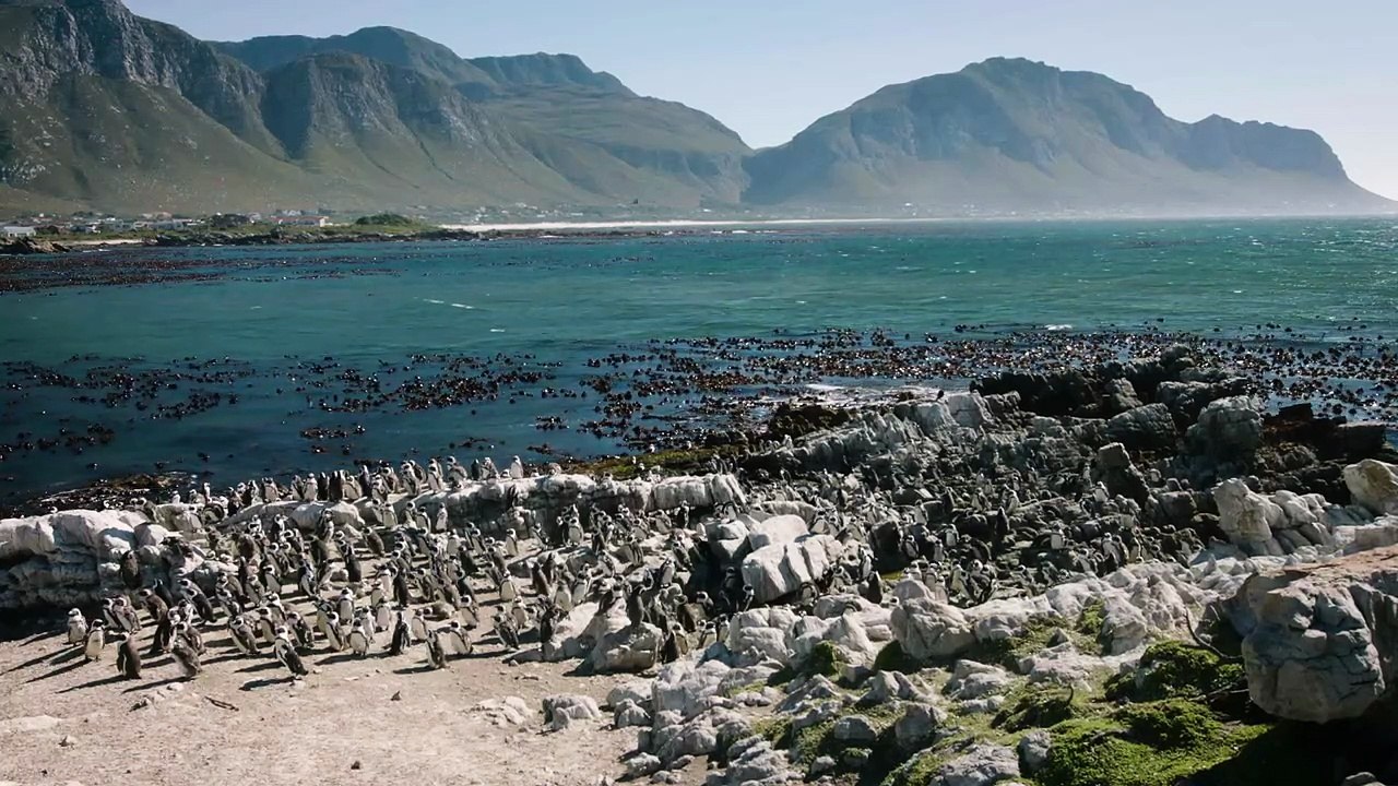 Discover the Most Charming African Penguin Habitats