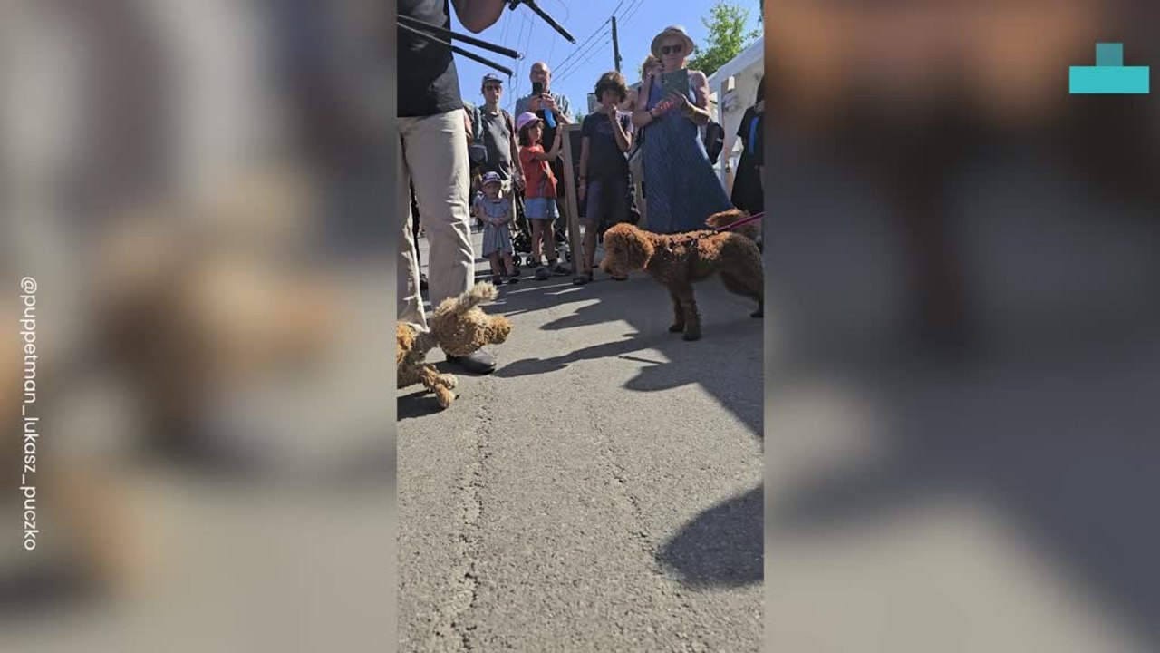 Puppet Dog Meets Real Life Pups