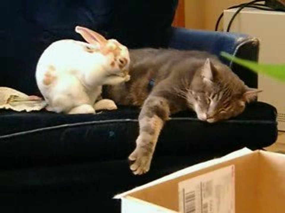 Understanding Cohabitation 🏠