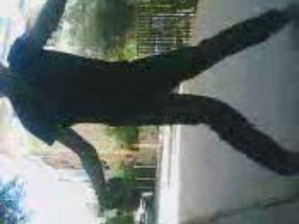 Bassim, le Bass Excentrique de la Dance 🎶