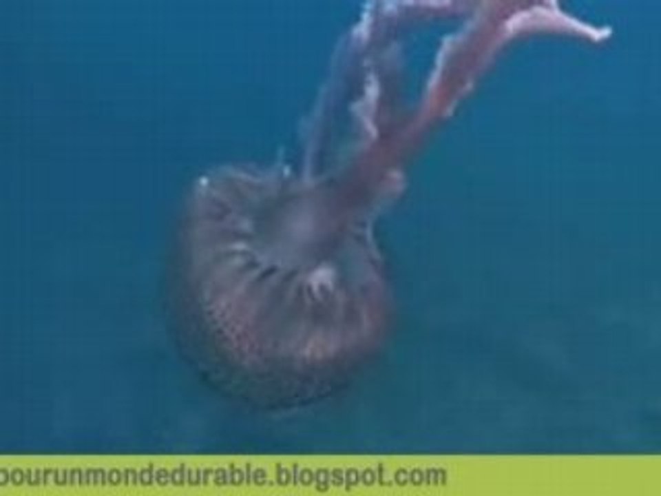 Augmentation des méduses