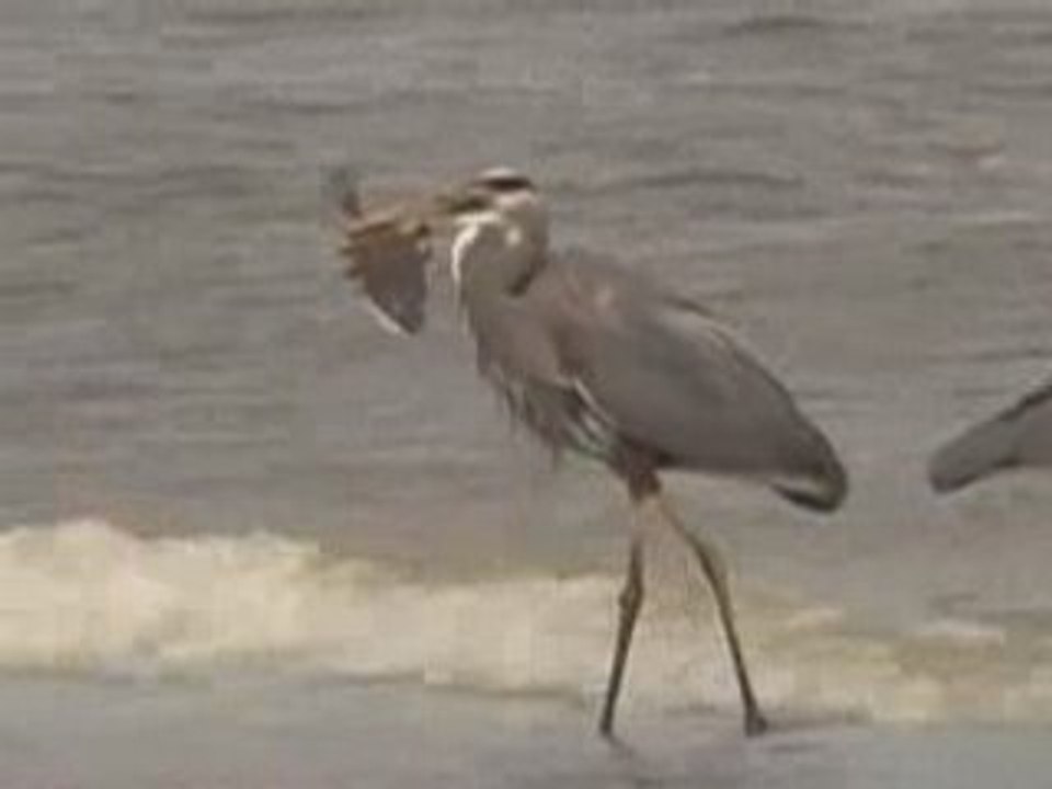 Great Blue Heron Eating