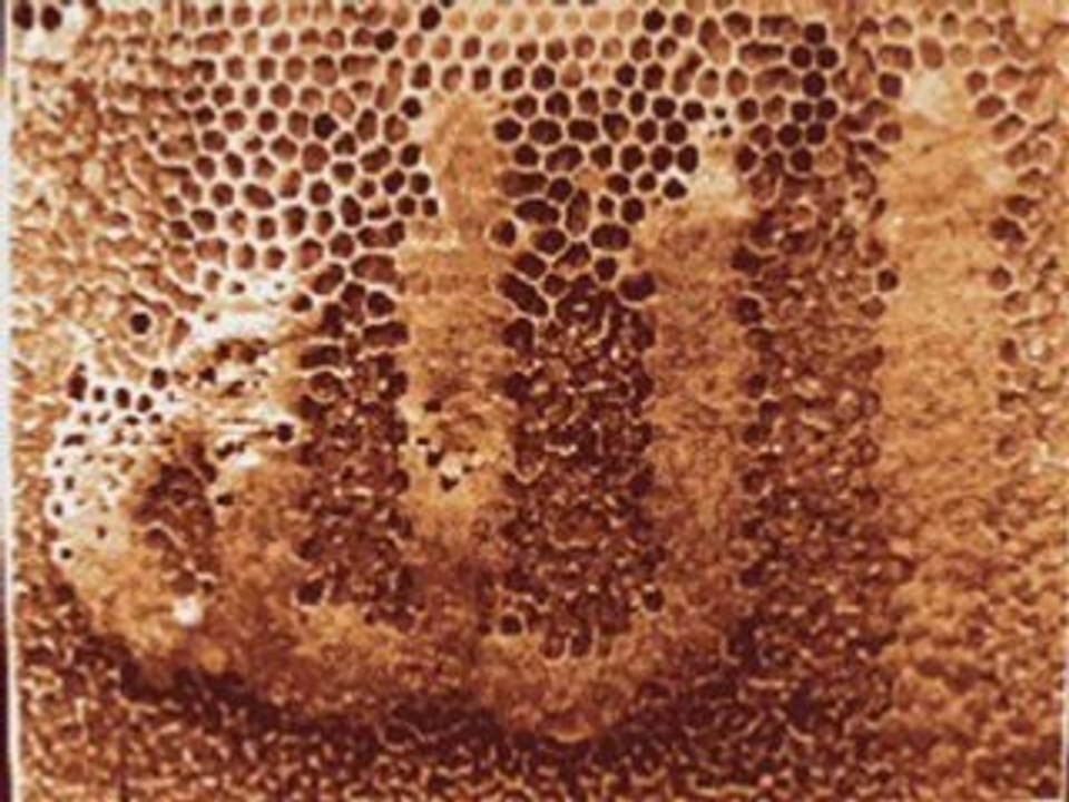 Les miracles d'ALLAH, une vidéo de mansour