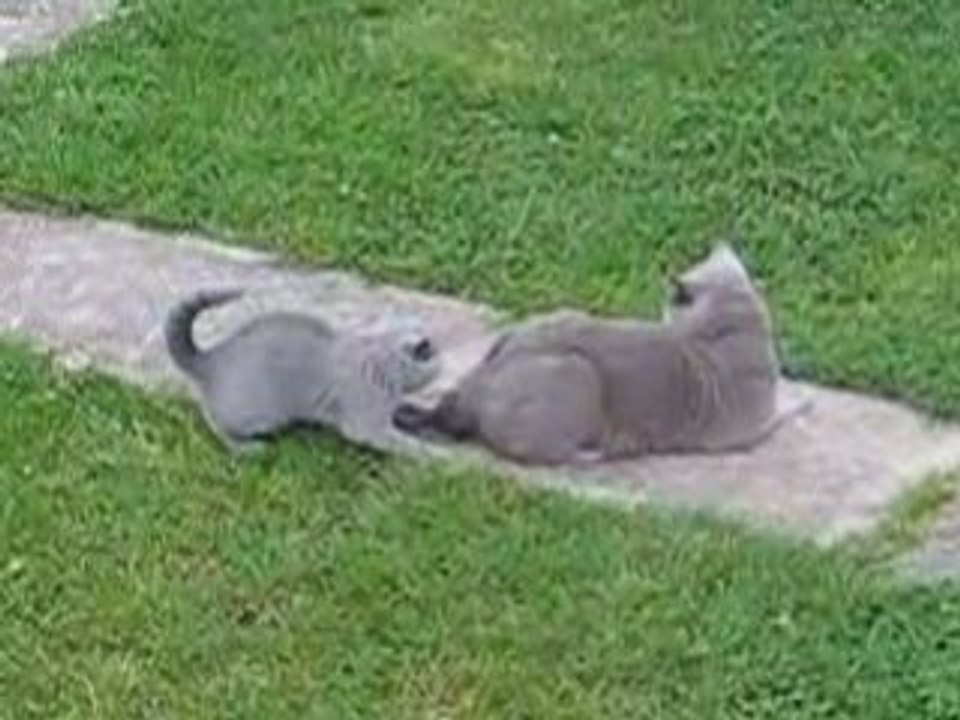 Seagull vs Achille - Round 1