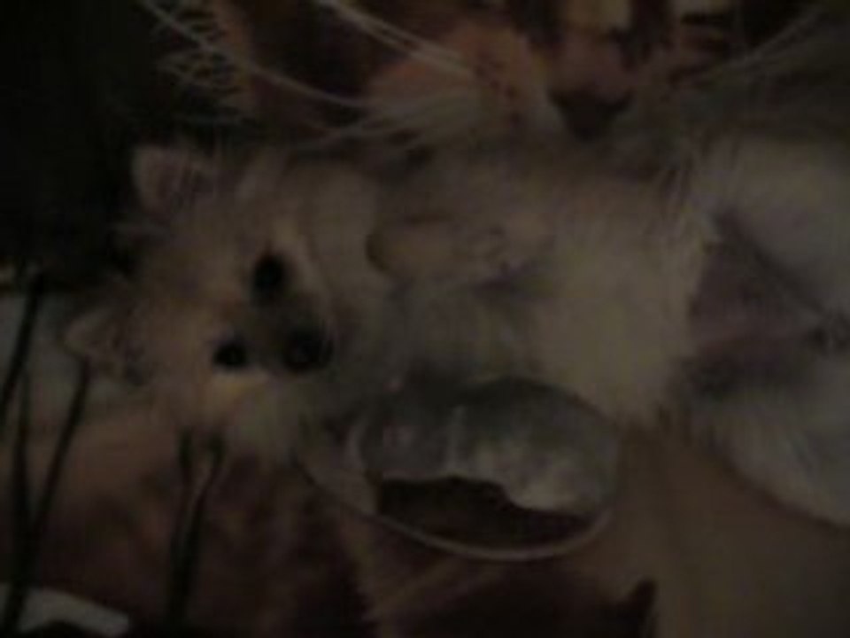 Dinedine versus Montana