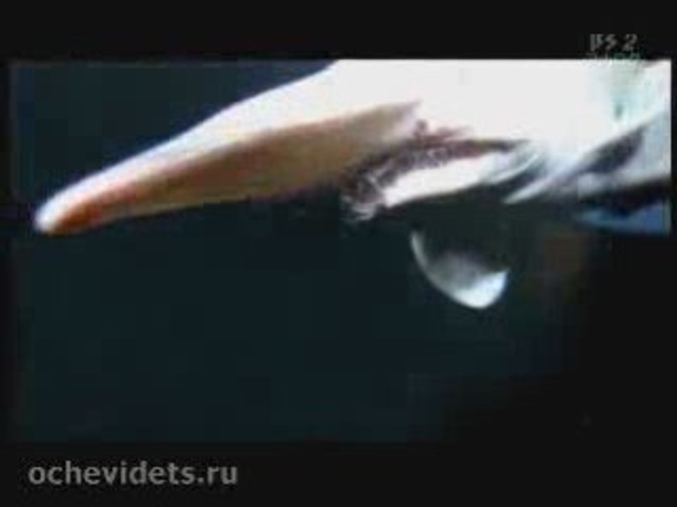 АКУЛА МУТАНТ-СТРАШНАЯ ПРАВДА