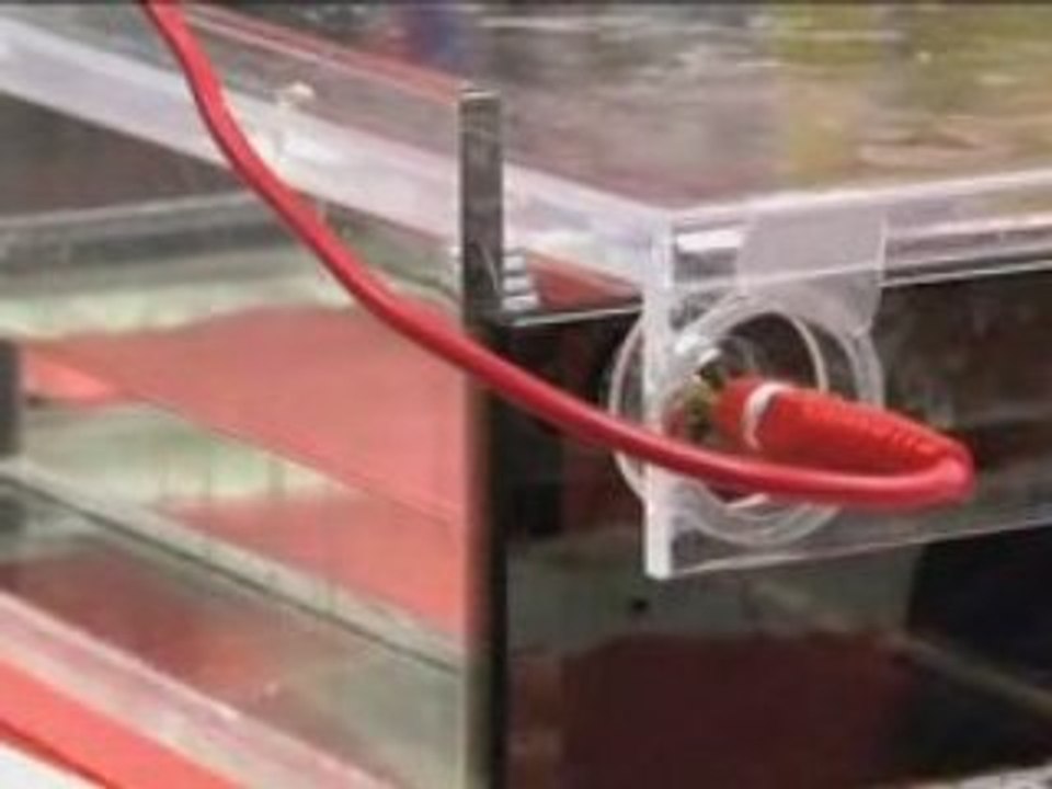 Unlocking the Secrets of Blod Cell Therapy