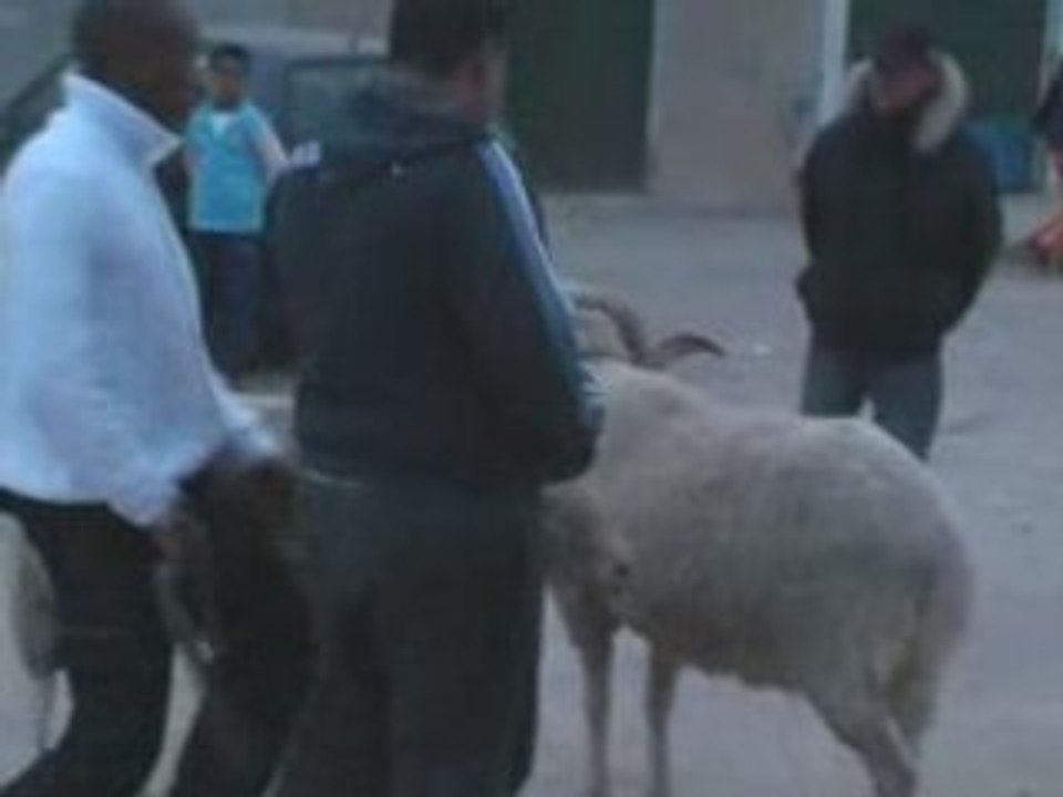combat mouton 3id 2008 fi el 7ouma(soumranne)