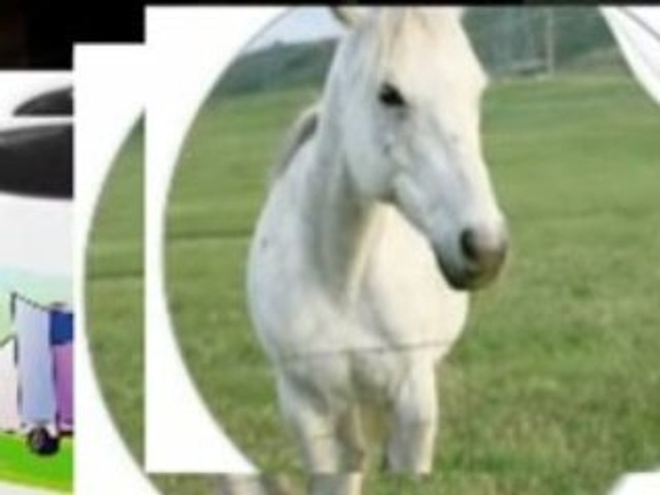 Horse Artwork Examples