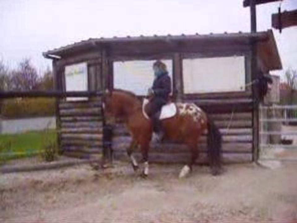 Colt Piaffer: Appaloosa Gelding by Chloé Berger 🐎